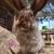 French angora rabbits 1 thumbnail