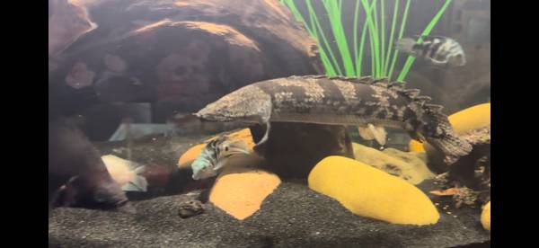 Pez monstruo raro para reubicación (Millstone Township)63624616239747122