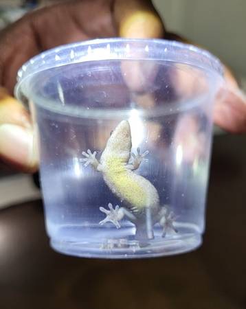 Yellow-bellied mourning geckos $35 (Brooklyn)63950653116803120