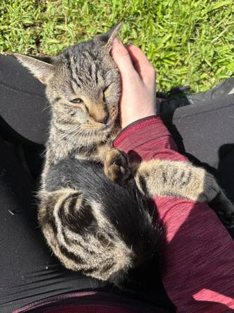Found cat (Cocoa)63799499526019120