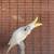 Male Sulfur-crested Cockatoo bird 2 thumbnail