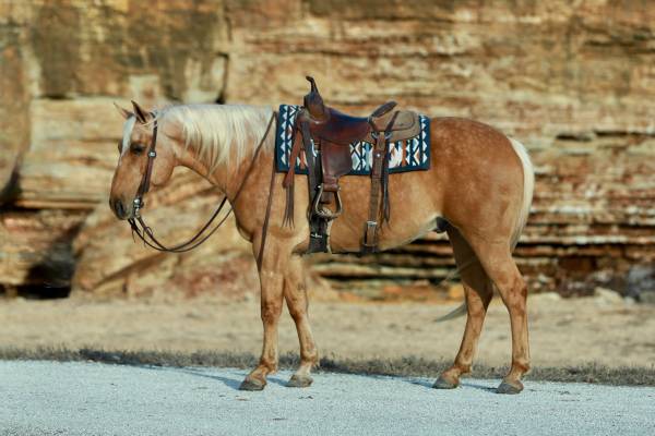 Cornbread~ The SWEETEST gelding in the barn! 1