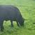 Aberdeen Heifer 1 thumbnail