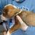 Lab puppies 6-8 weeks old 7 thumbnail