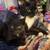 Cat female free to a good home two males in other photo 2 thumbnail
