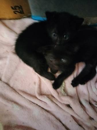 Rescue kitten (mesa)63967146714883121