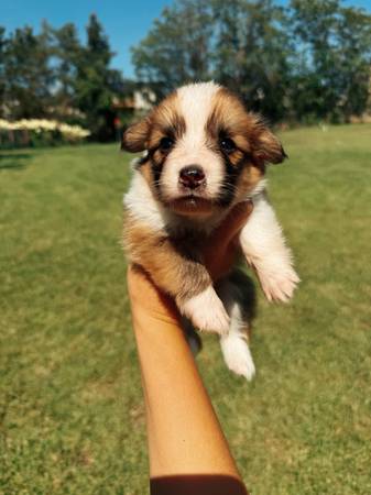 Cachorros de Corgi (Pasco)577553890563870723