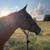 QH mare 1 thumbnail
