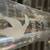 Mikasa   11” Fluted Champagne Glasses:   " CELEBRATE THE LEGACY  1999 3 thumbnail