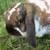 Holland Lop Bunny Rabbit  -  Flopsy 2 thumbnail