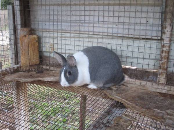 Dutch rabbits 1