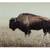 Bison wall art photo 2 thumbnail