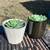 Succulents plants in 5" flower pot 2 thumbnail