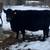 Bred Angus Cow 1 thumbnail