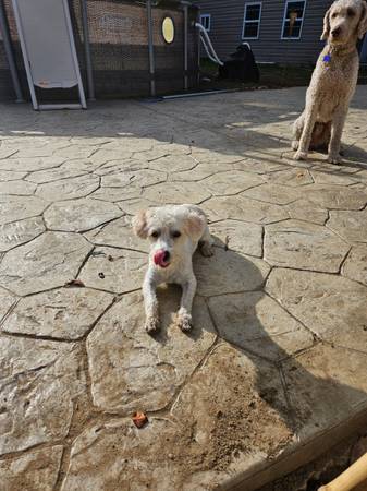 Toy Poodle Needs A Good Home (Triangle)64200663009665121