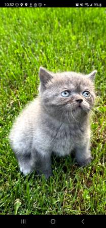 Male Scottish fold kitten (Waller)63684489407491121