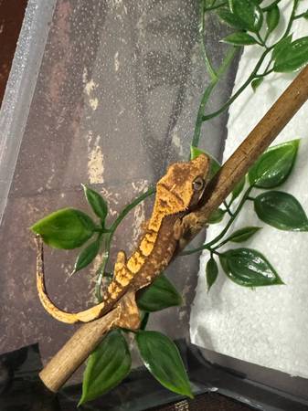 Geckos crestados (Warwick)63670053511425121