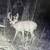 Hunting Land w/Cabin in Wisconsin 16 thumbnail