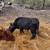 Dexter cow and bull calf pair for sale 7 thumbnail