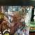 Baby crested Gecko 2 thumbnail