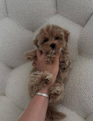 Tiny Pooodle63859314346243120