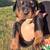 Doberman Puppies 3 thumbnail