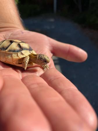 Marginated tortoise (Livermore)63862001414019121