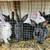 New Zealand Rabbits and bunnies whites and blacks 1 thumbnail