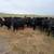 Bred Heifers 5 thumbnail
