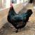 Black Copper Maran hens (laying now) 2 thumbnail