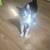 3 Cats for rehome 3 thumbnail