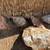 Landscaping Boulders/ Rock decor 2 thumbnail