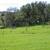 Historic Farm Homestead, 60 acres, Foothills 3 thumbnail
