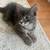 Free kittens rehoming 2 thumbnail