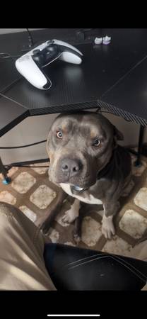 FREE BEAUTIFUL 1YR FREE ONLY DOG WOMAN/KID LOVER (Headland)63828151458691120