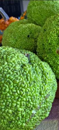 Hedge balls 1