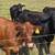 9 Nice Bred Cows Available 4 thumbnail