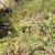 Lots with panoramic view of Lake Wohlford 14 thumbnail