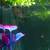 Goldfish 5 thumbnail
