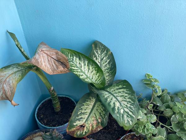 Plants in planters in earth / flower pot with soil and blooming flora 1