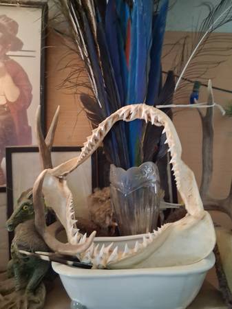 Shark jaw 1