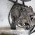 Small block Chevy engine parts 4 thumbnail
