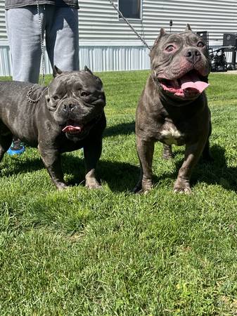 REHOMING MY BULLDOGS (CHICAGO HEIGHTS)63844234687235123
