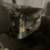 Cute black and biege kitten 1 thumbnail