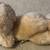 Vintage Russ Berrie "Puff Puff" Plush Dog - Item #877 (1980s/90s) 2 thumbnail