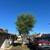 CARDENAS LANDSCAPING/maintenance/ Irigation 22 thumbnail