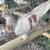 Pigeons 21 thumbnail