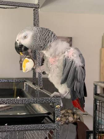 African Grey Parrot 1