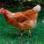 Laying hen Chickens for sale 3 thumbnail