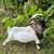 Goat - Nigerian Dwarf - Bulbasaur 1 thumbnail